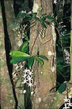 Image of Aerangis biloba (Lindl.) Schltr.