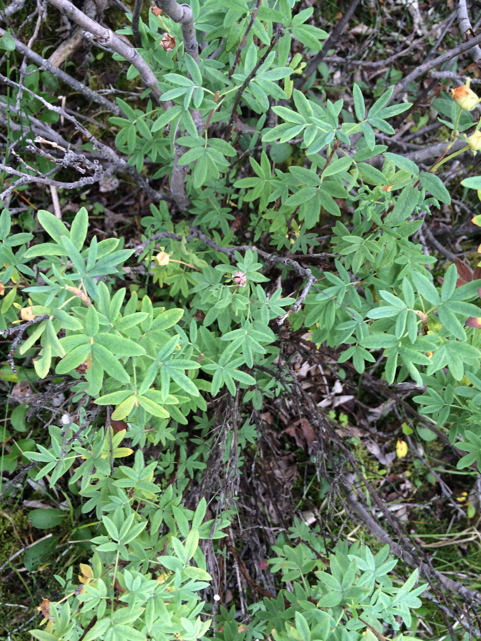 Image of Dasiphora fruticosa (L.) Rydb.