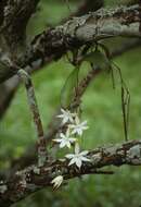 Image of Aerangis biloba (Lindl.) Schltr.