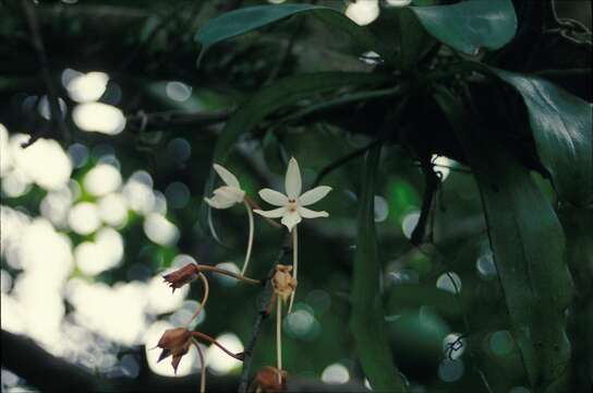 Image of Aerangis biloba (Lindl.) Schltr.