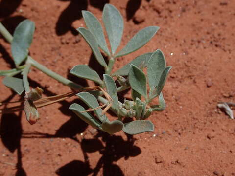 Image of <i>Acmispon mearnsii</i>