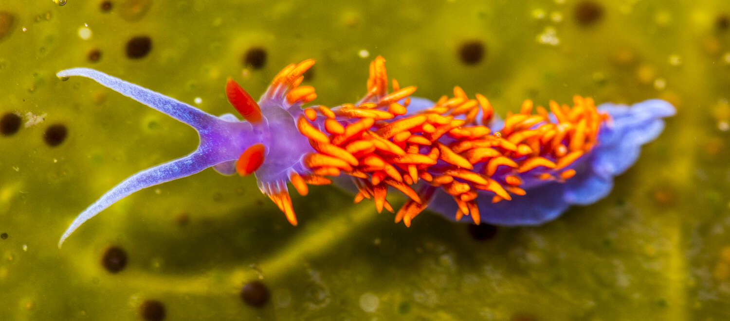 Image de Flabellinopsis MacFarland 1966