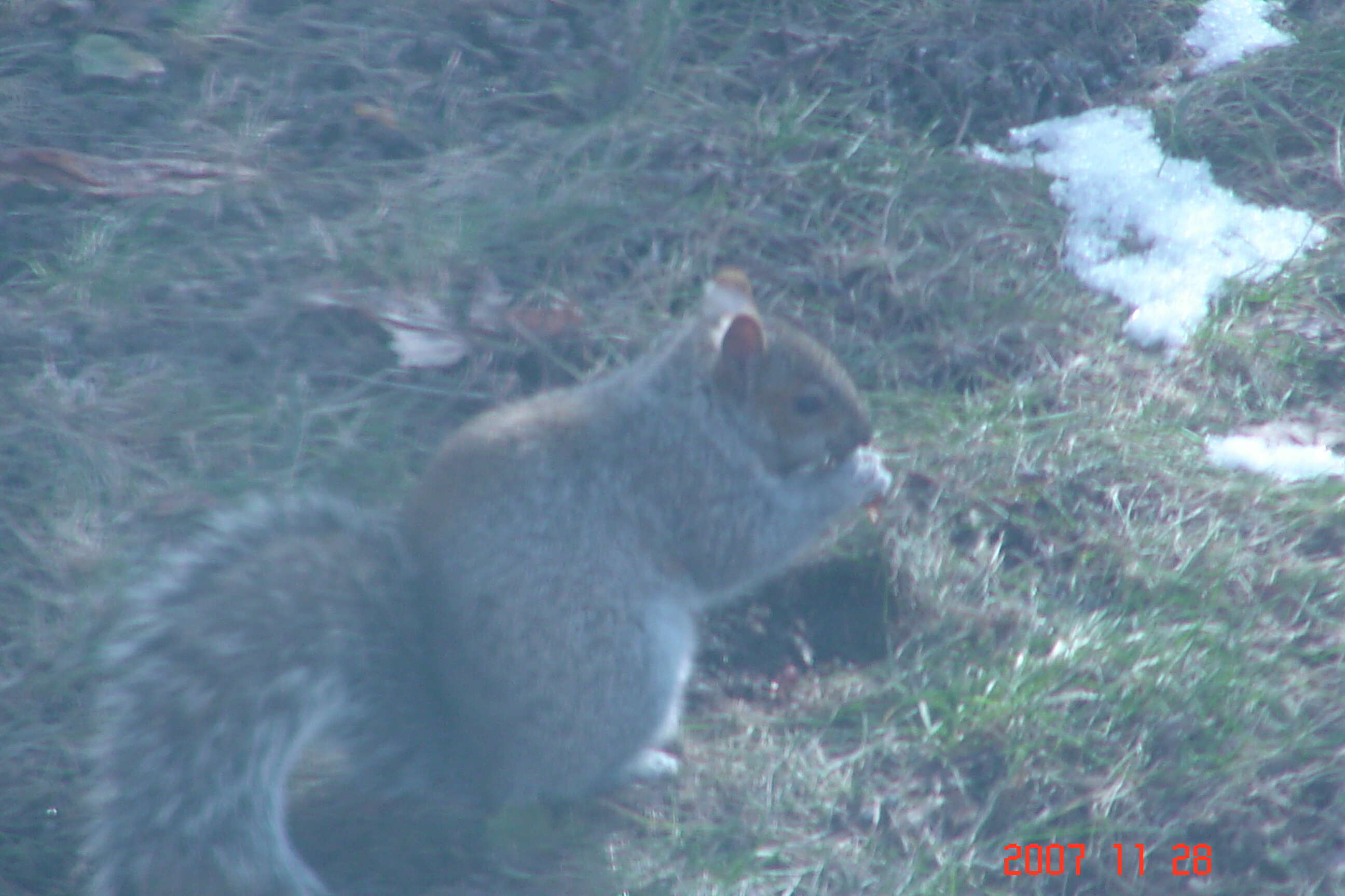 Image of Sciurus subgen. Sciurus Linnaeus 1758