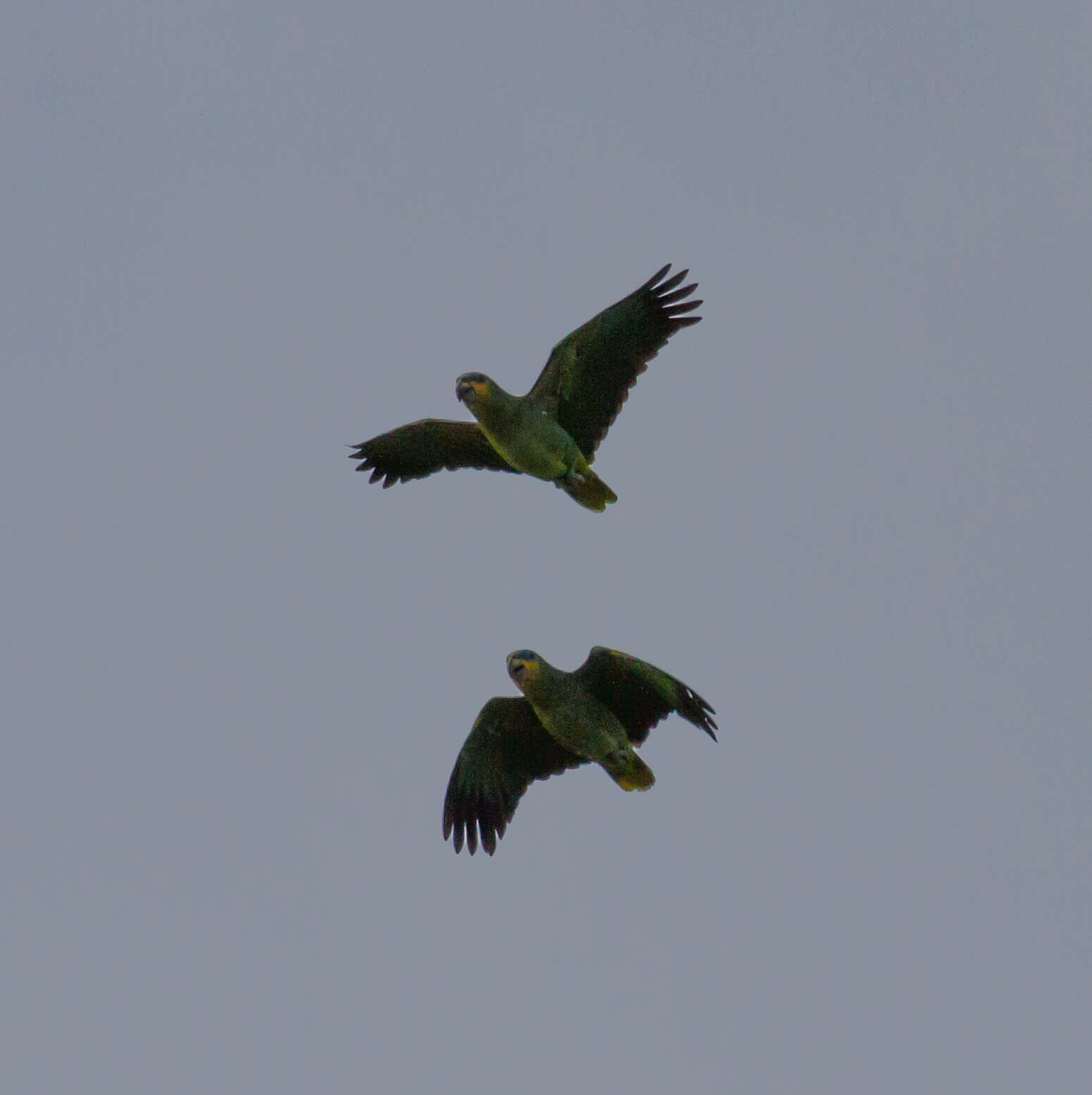 Image of Orange-winged Amazon