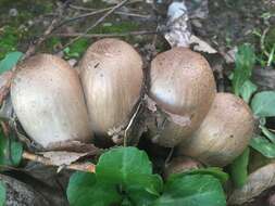 Coprinopsis atramentaria (Bull.) Redhead, Vilgalys & Moncalvo 2001 resmi