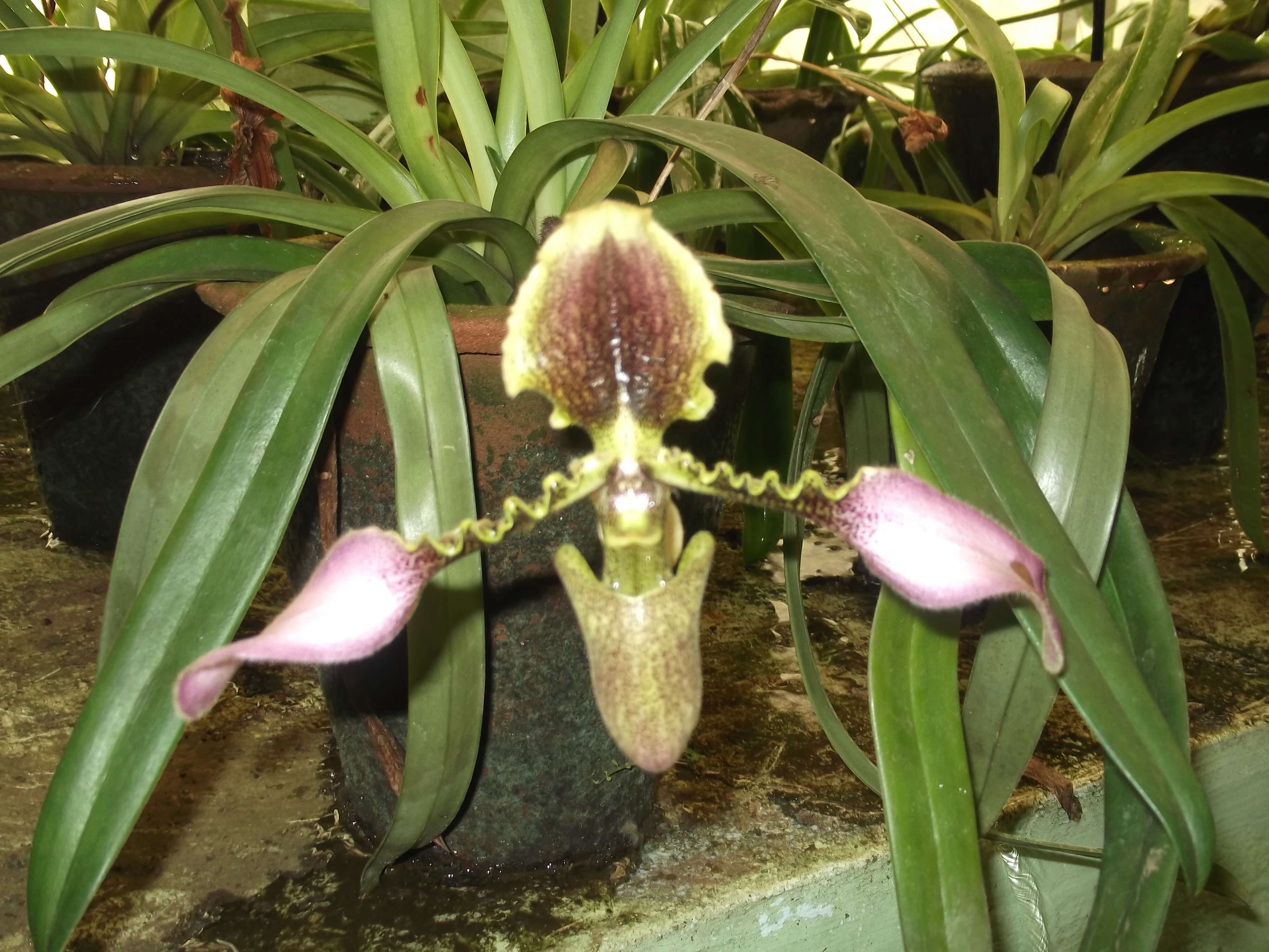 Image de Paphiopedilum hirsutissimum (Lindl. ex Hook.) Stein