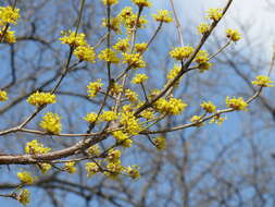 Plancia ëd Cornus officinalis Siebold & Zucc.