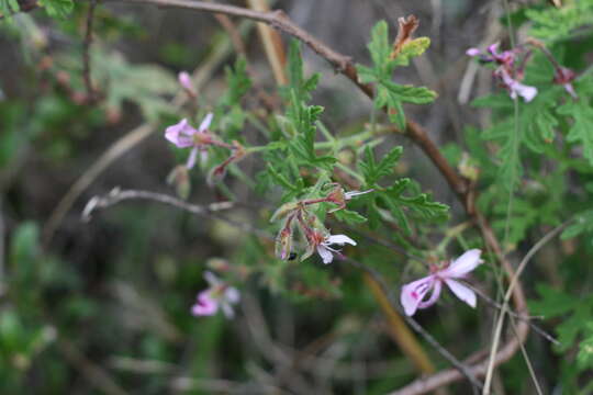 Image of rasp-leaf pelargonium