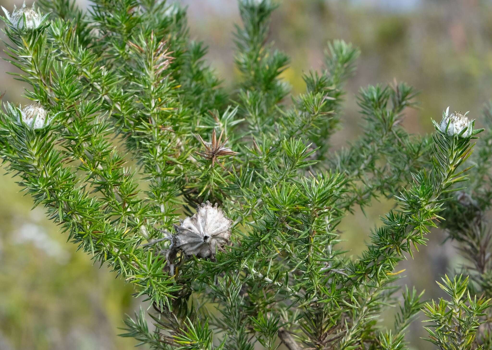 Image of Metalasia muraltiifolia DC.