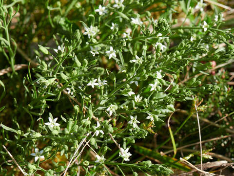 Слика од Thesium rostratum Mert. & Koch