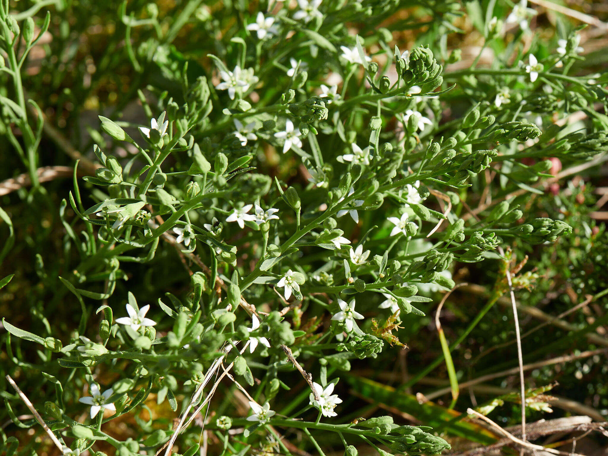 Image of Thesium rostratum Mert. & Koch