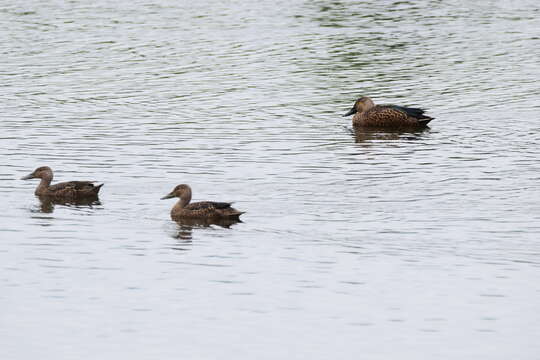 Image of Cape Shoveler