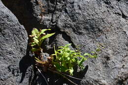 Image de Scrophularia grayana Maxim. ex Kom.