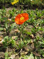 Image of Iceland Poppy