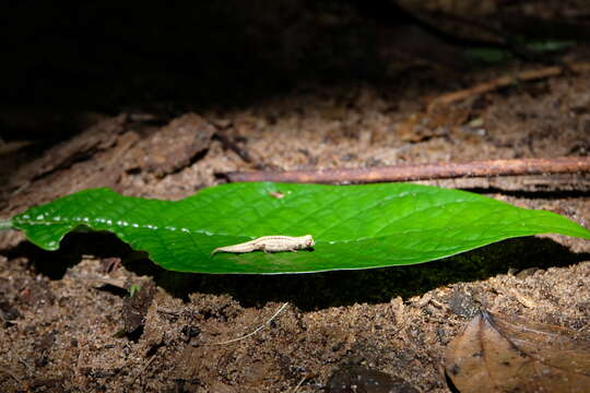 Image of Pygmy stump-tailed chameleon