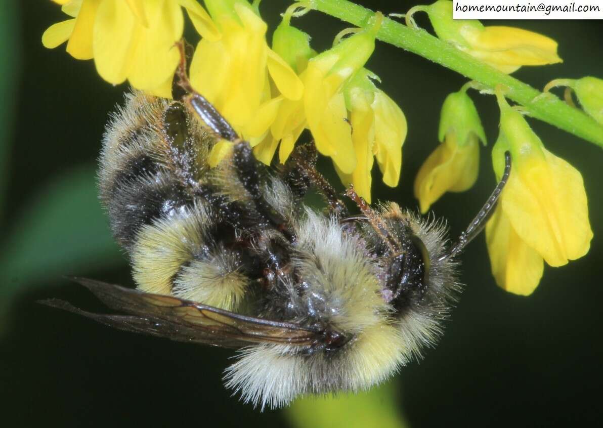 Image of Bombus lantschouensis Vogt 1908