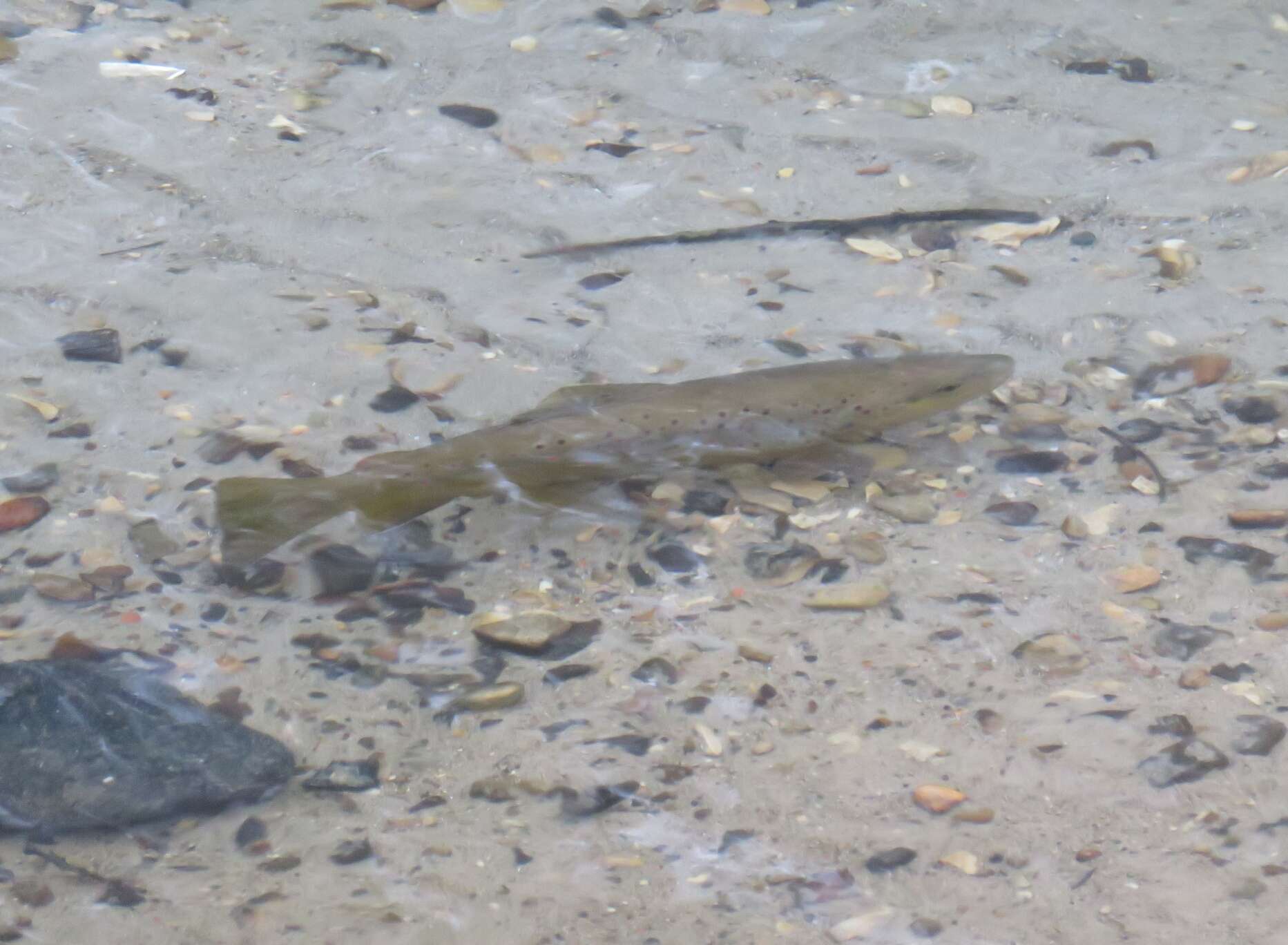 Image of Brown Trout