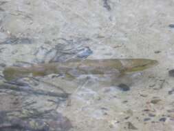 Image of Brown Trout