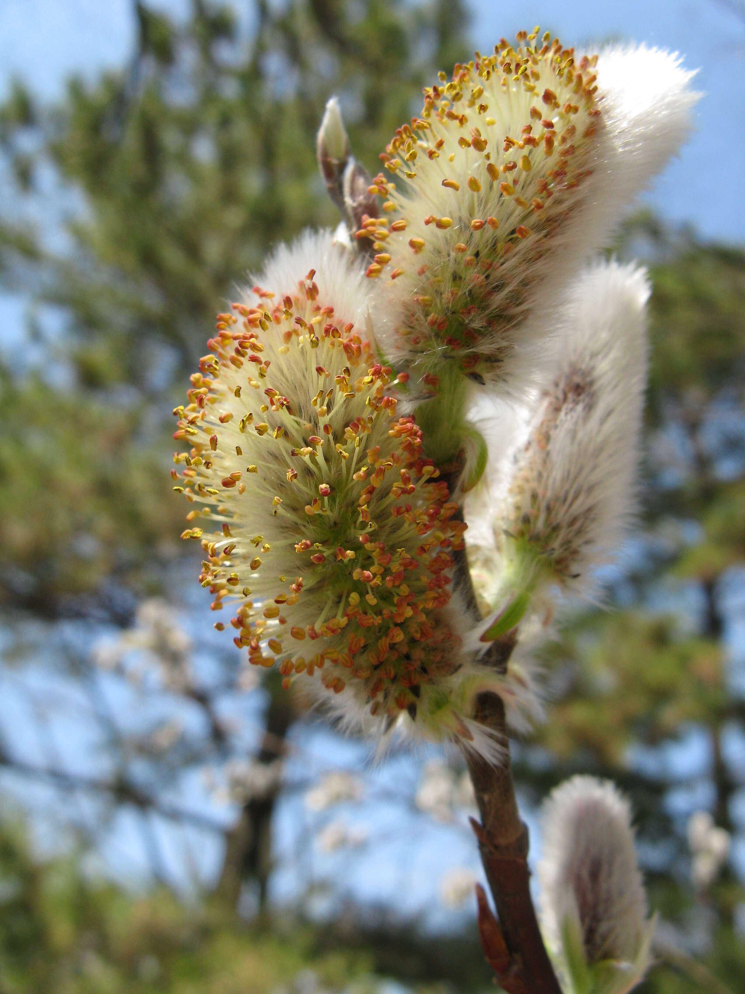 Image of rose-gold pussy willow