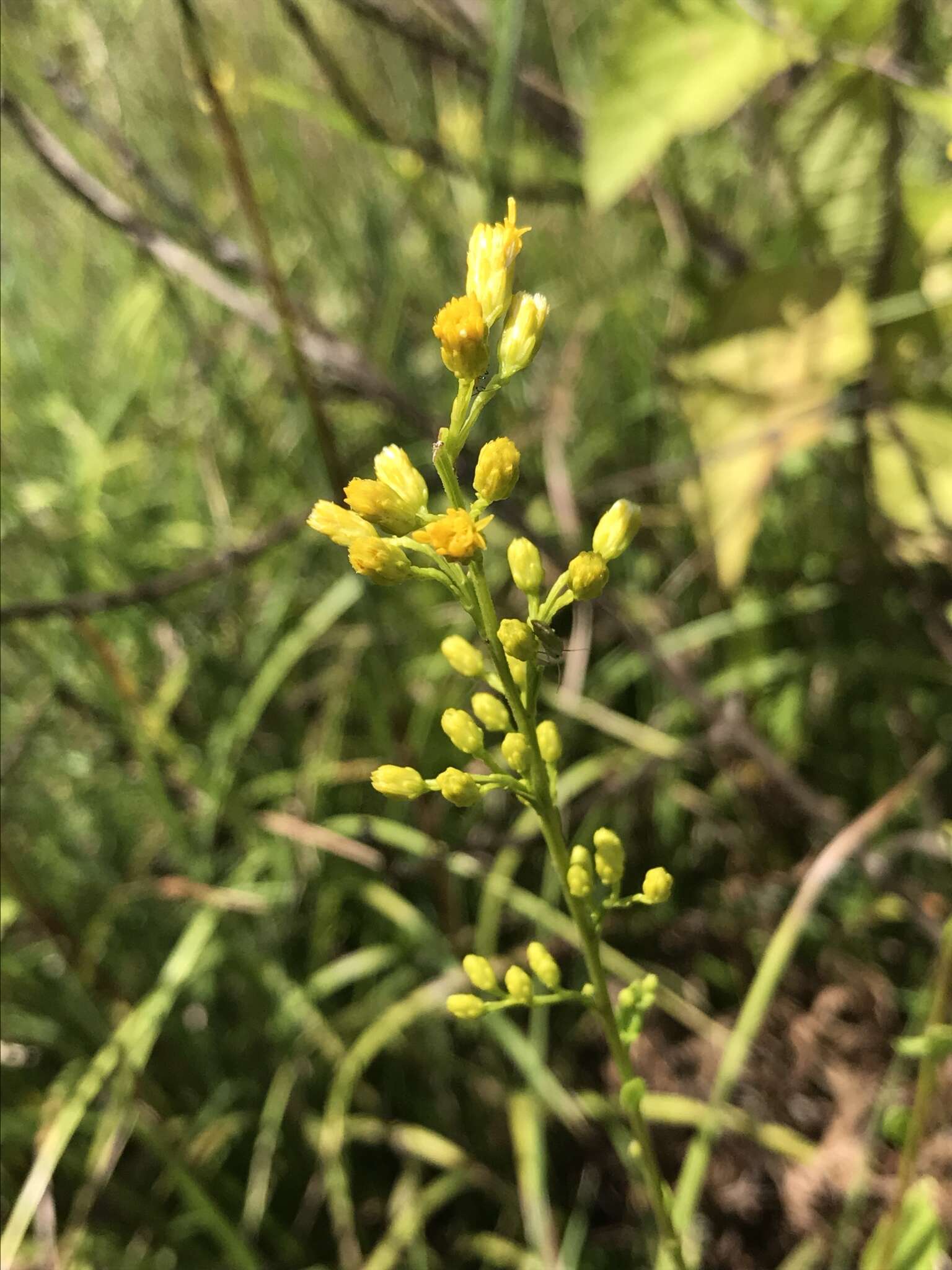 Image of Louisiana goldenrod