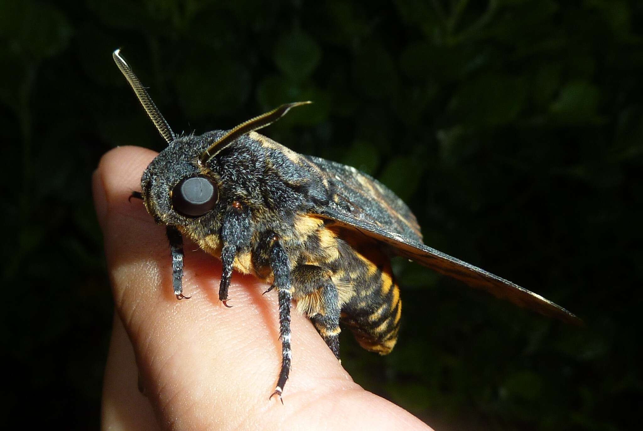 Image of Death's-head hawkmoths