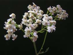 Image of yarrow, milfoil