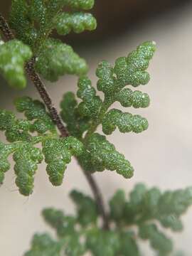 Image of viscid lipfern