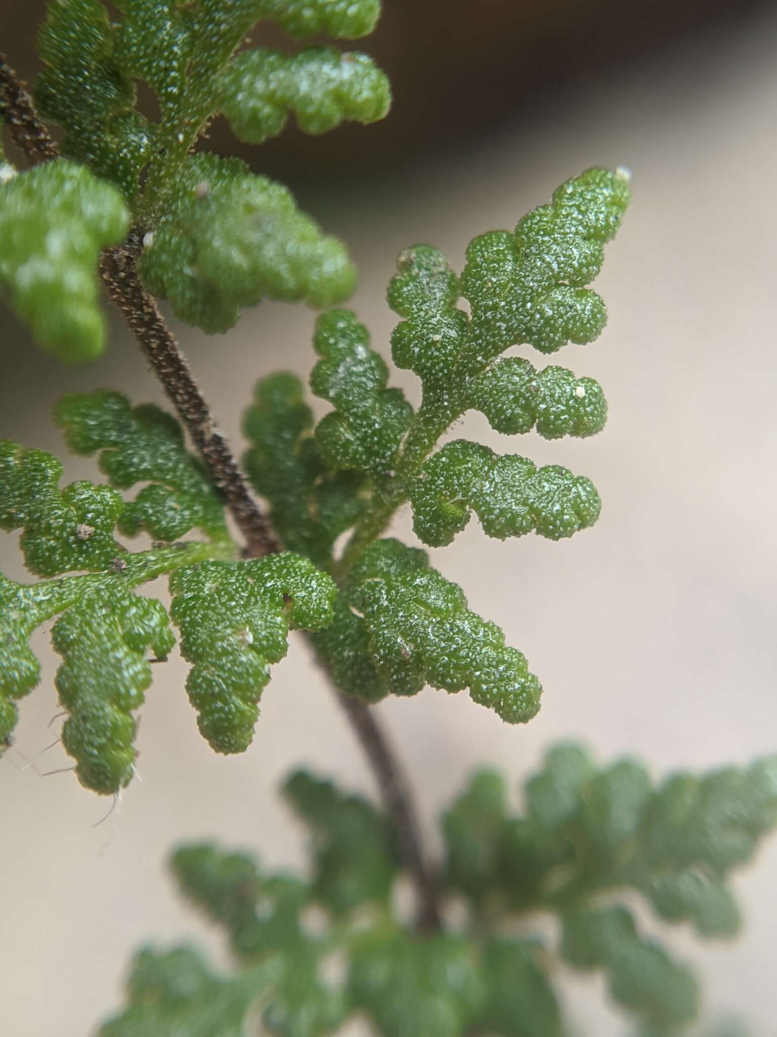 Image of viscid lipfern