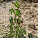 Plancia ëd Aristolochia bracteolata Lam.