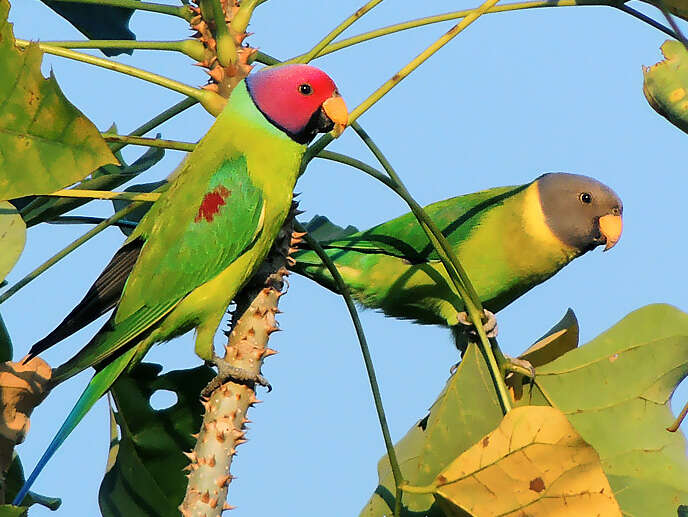 Image of Plum-headed Parakeet