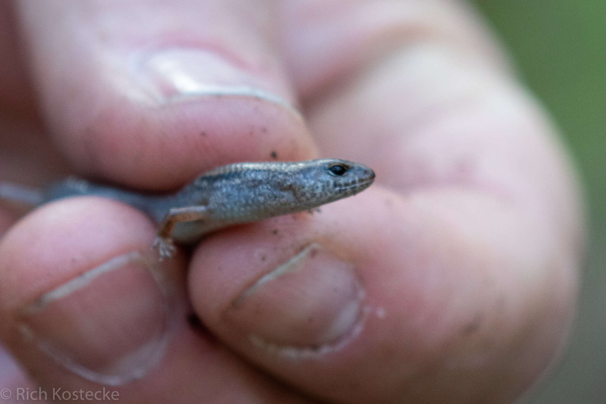 Image de Calyptotis