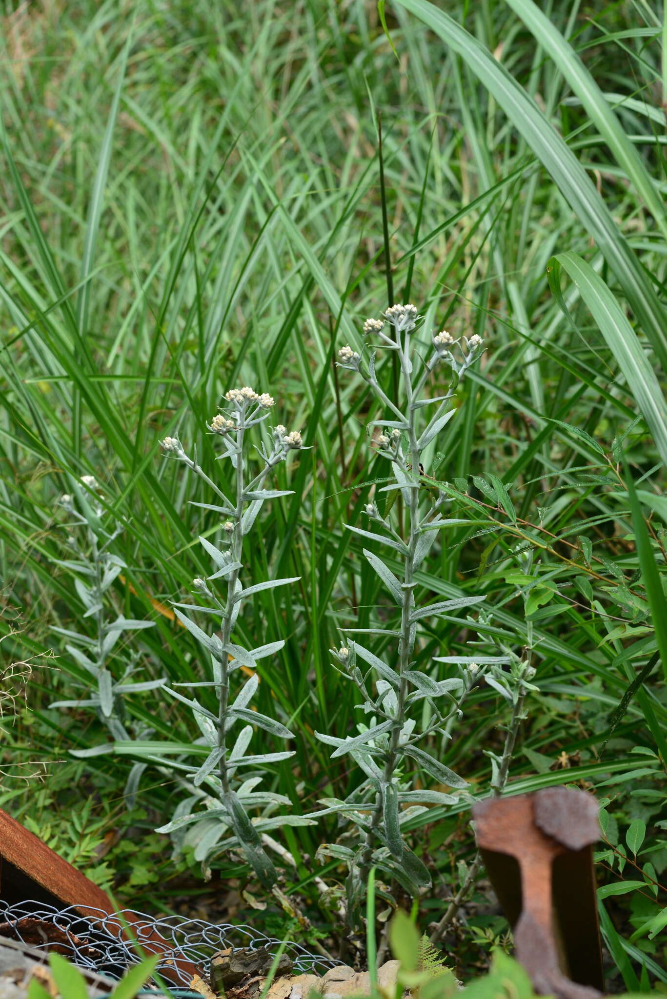 Слика од Pseudognaphalium adnatum (DC.) Y. S. Chen