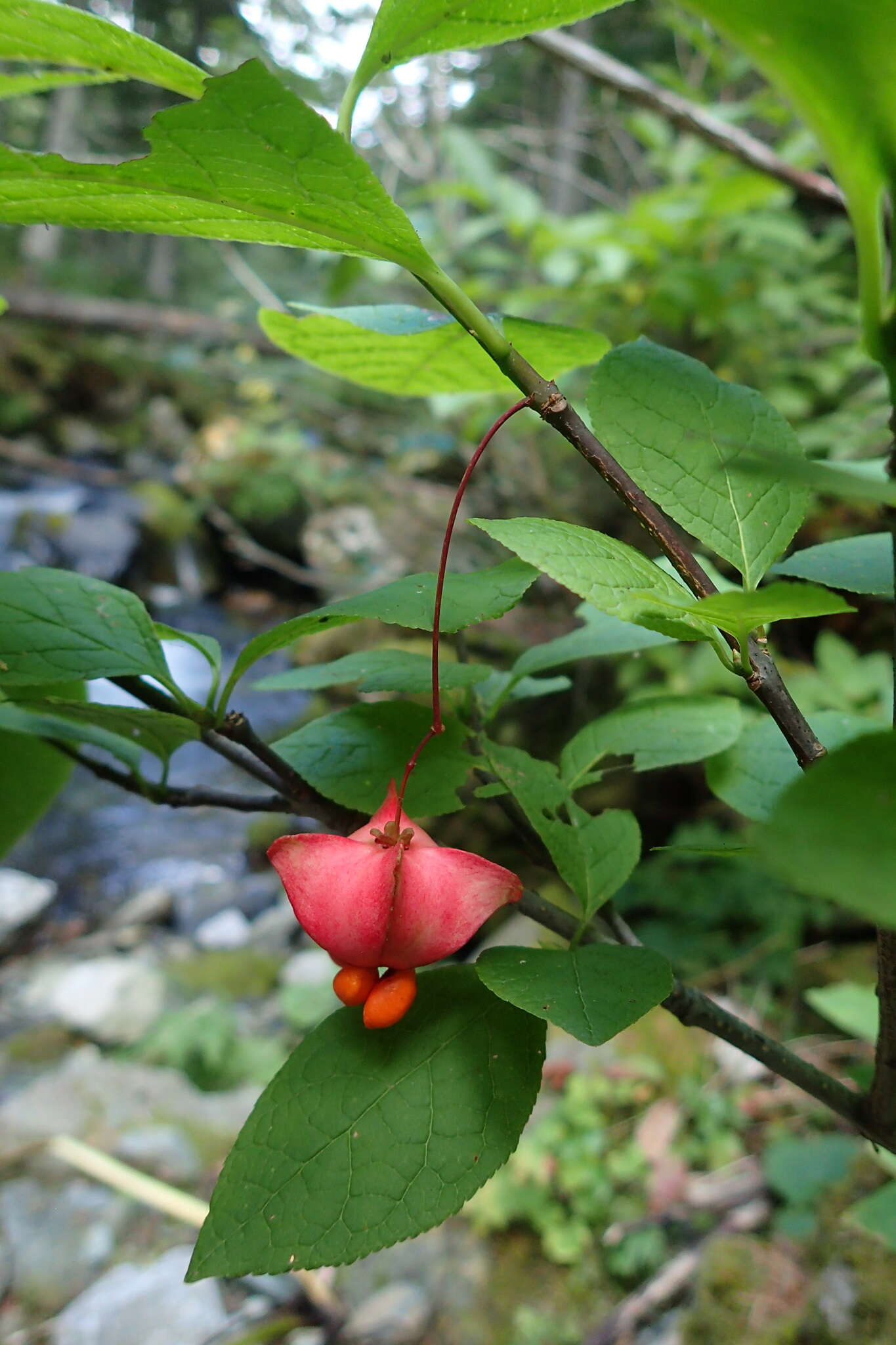 Image of Siberian Spindle