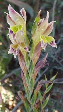 Image of Gladiolus scullyi Baker