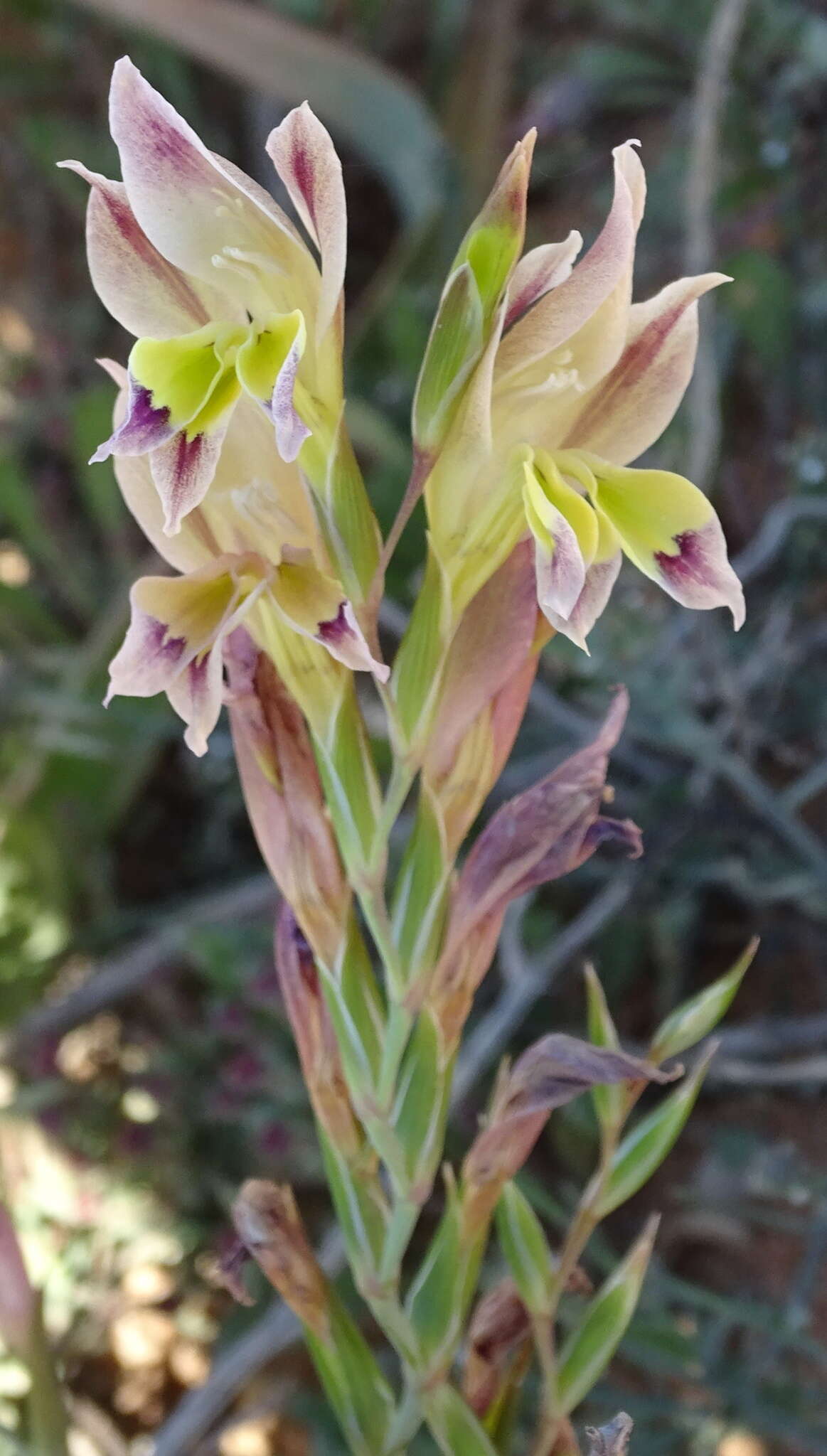 Plancia ëd Gladiolus scullyi Baker