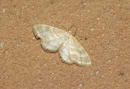 صورة Idaea circuitaria