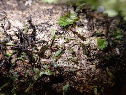 Image de Hymenophyllum armstrongii (Bak.) Kuhn