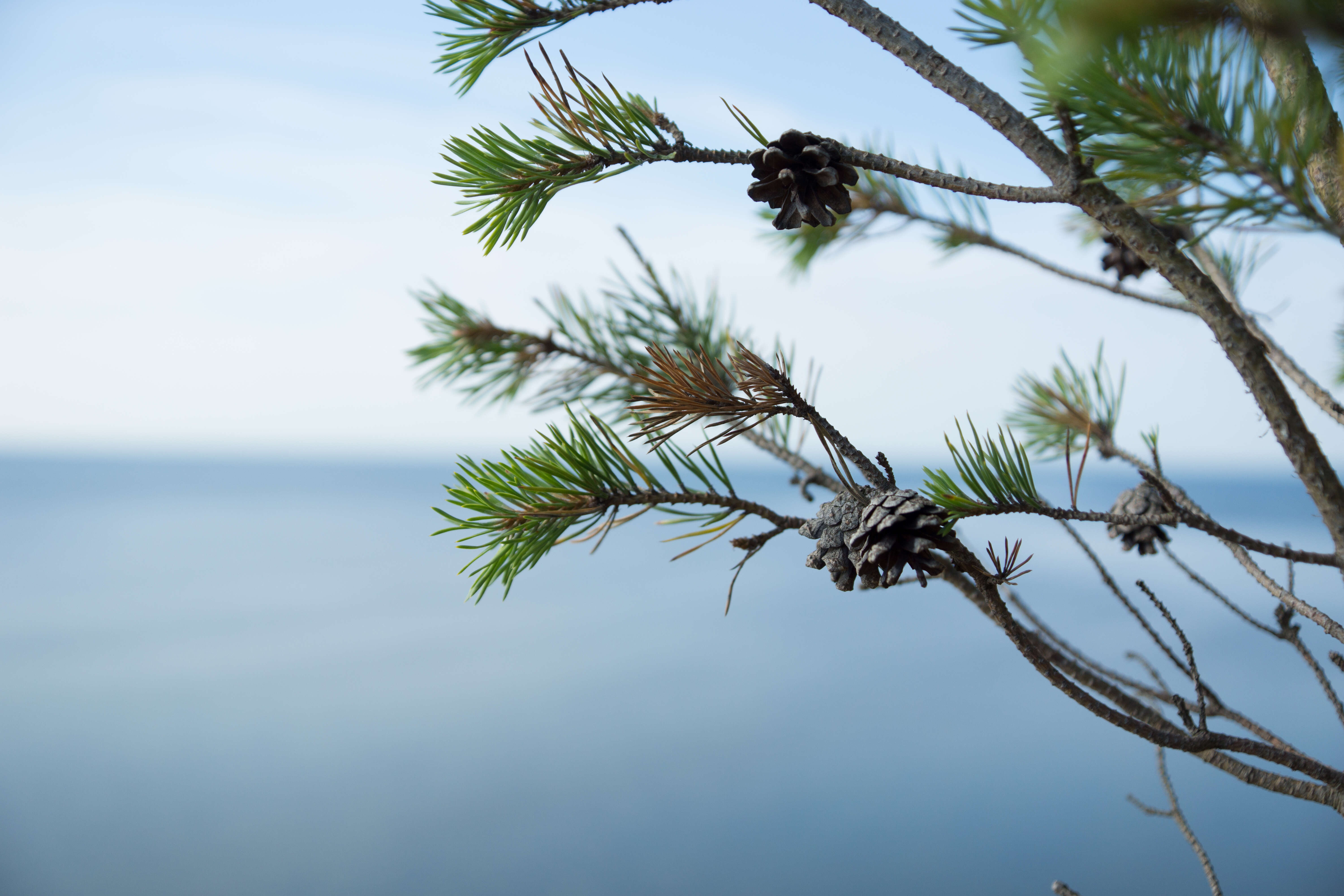 Image of Scotch Pine