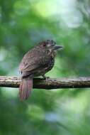 Image of White-whiskered Puffbird