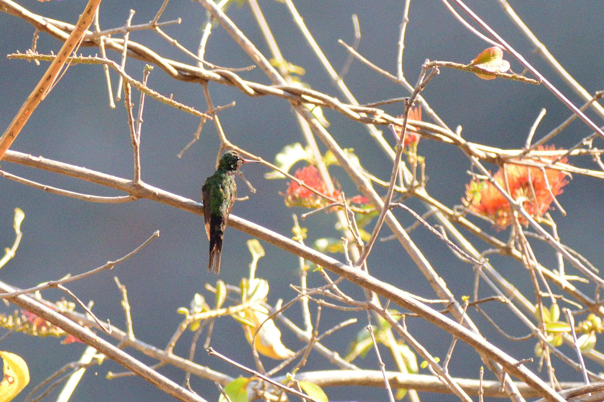 Image of Golden-crowned Emerald