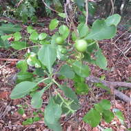 Image of Planchonia careya (F. Muell.) R. Knuth