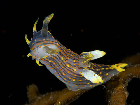 Image of Fourline nudibranch