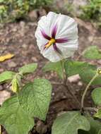 Image de Lycianthes acapulcensis (Baill.) W. G. D' Arcy