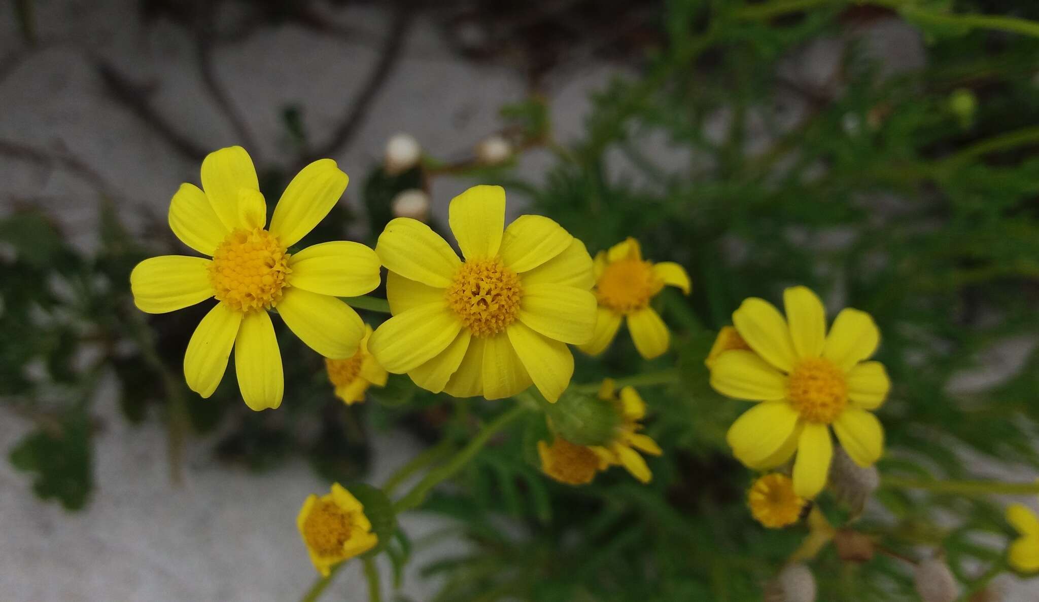 Image of Senecio pinnatifolius var. maritimus (Ali) I. Thomps.