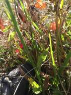 Image of October lady's tresses