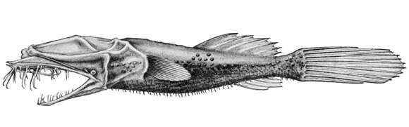 Image of Thaumatichthys pagidostomus Smith & Radcliffe 1912