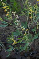 Imagem de Crotalaria medicaginea Lam.