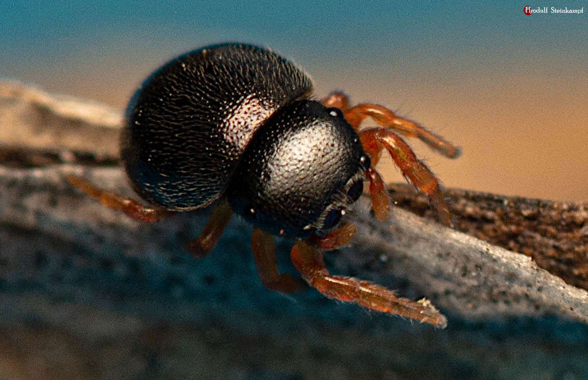 Image of Pachyballus miniscutulus