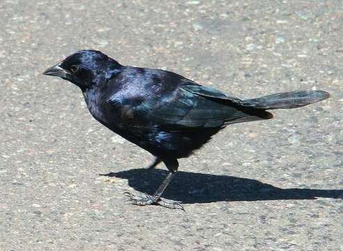 Image of Cowbird