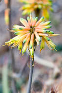 Plancia ëd Aloe scobinifolia Reynolds & P. R. O. Bally